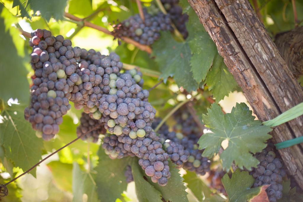 Podere Il Poggiolo Villa Rufina Eksteriør bilde