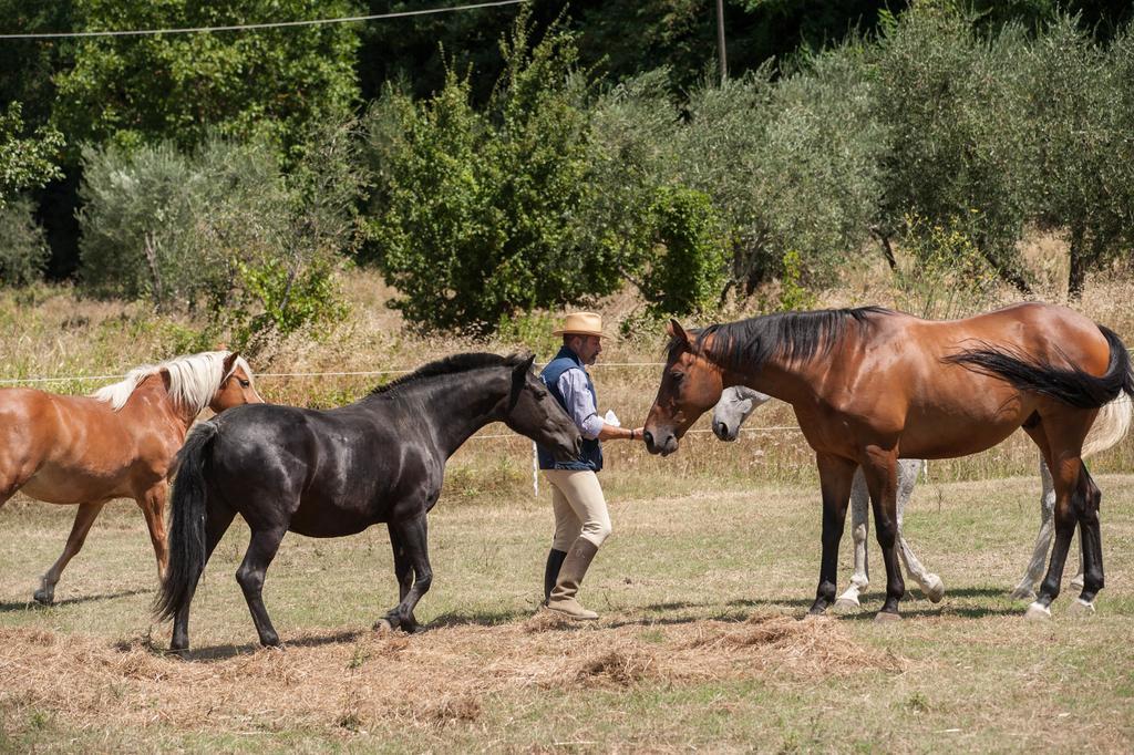 Podere Il Poggiolo Rufina Eksteriør bilde