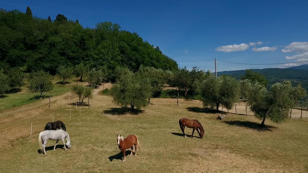 Podere Il Poggiolo Rufina Eksteriør bilde